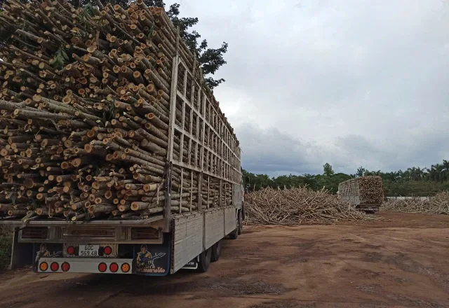 Xe chở gỗ tại bãi nguyên liệu