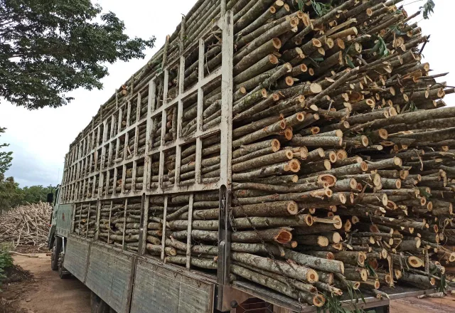 Xe tải chở đầy gỗ nguyên liệu