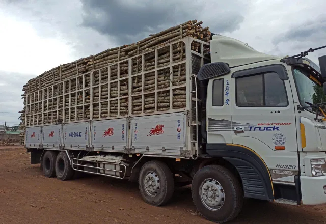 Xe tải xuất hàng nguyên liệu gỗ