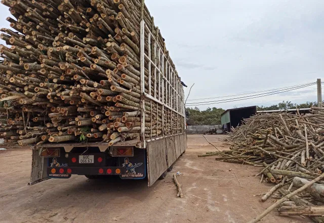Xếp gỗ nguyên liệu lên xe