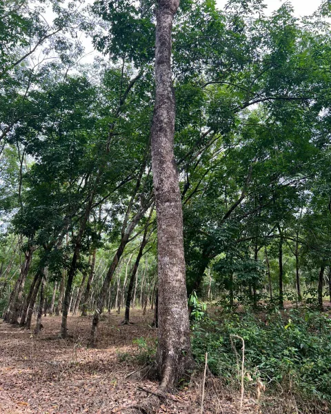 Vùng nguyên liệu