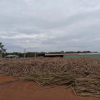 Bãi nguyên liệu gỗ keo, tràm của Triều Phương