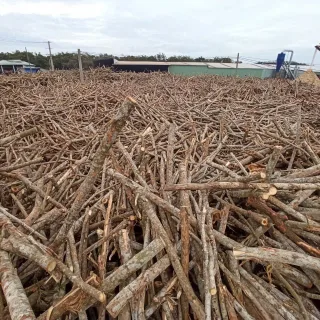 Bãi thu mua nguyên liệu gỗ rừng trồng
