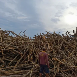 Nguyên liệu gỗ gia công