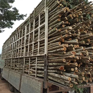 Xe tải chở đầy gỗ nguyên liệu