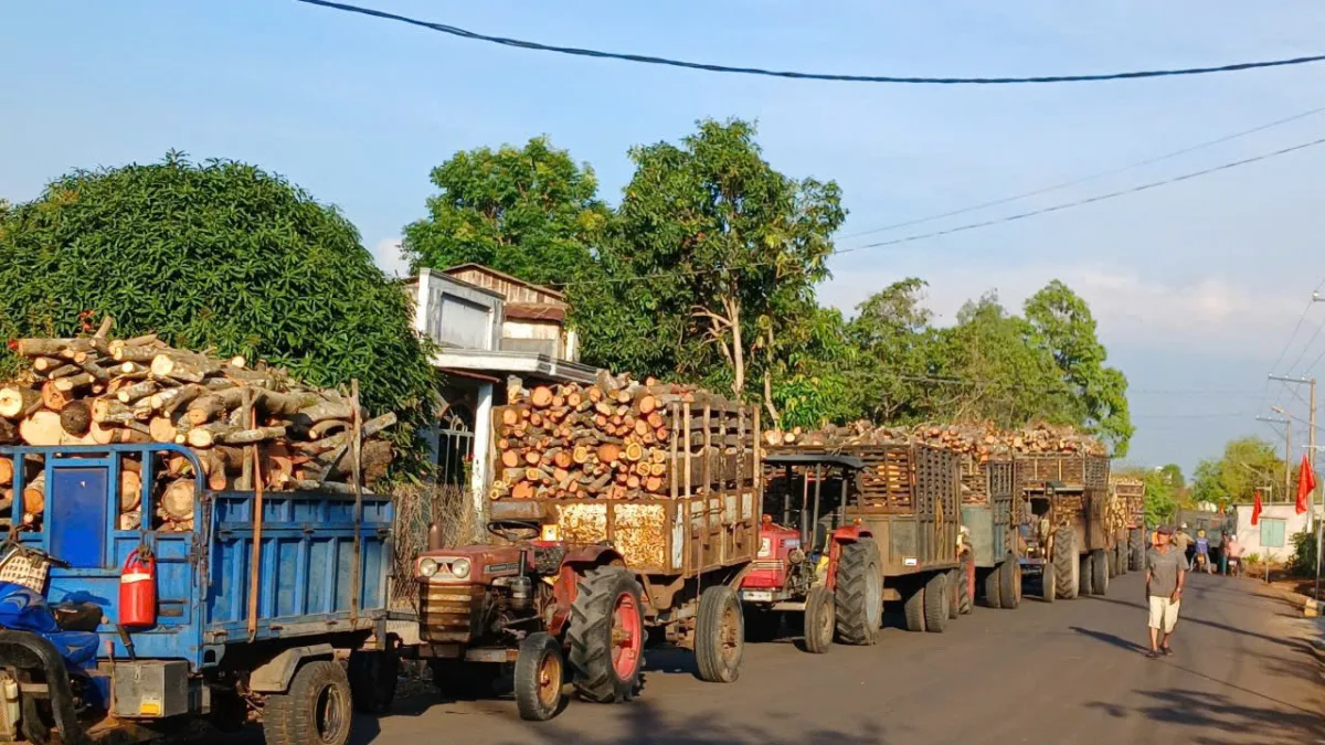 Câu chuyện Triều Phương