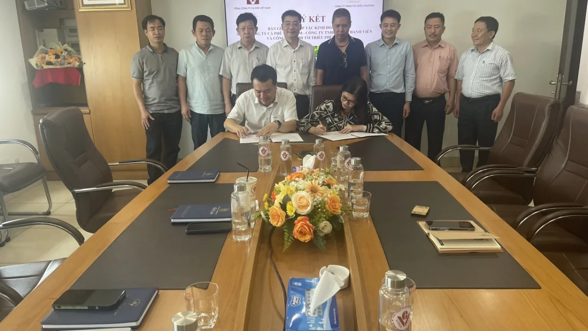 Hoạt động của Triều Phương