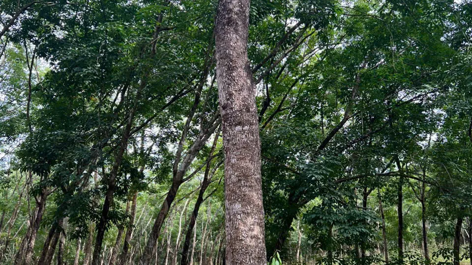 Vùng nguyên liệu